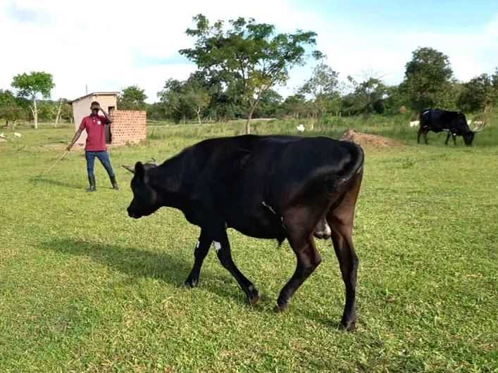 Livestock Farming 4