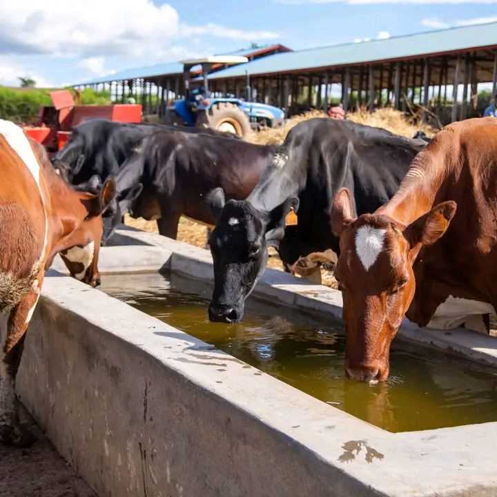 Livestock Products