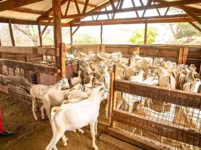 Goat Farming 3