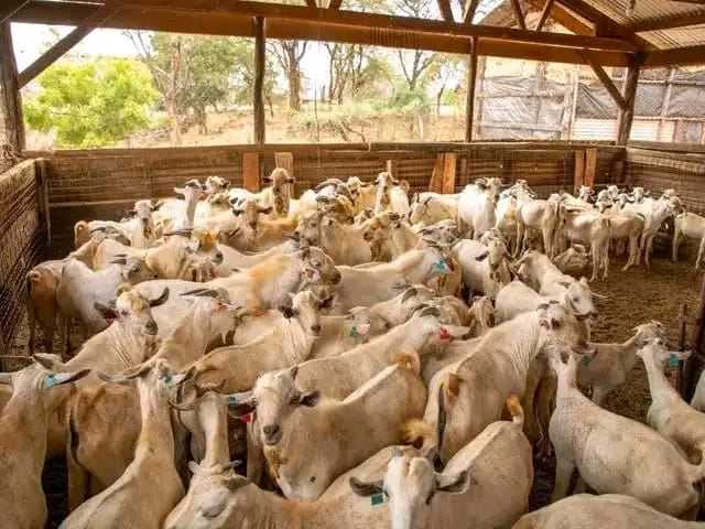 Goat Farming 5