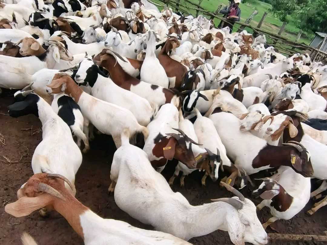 Goat Farming 6